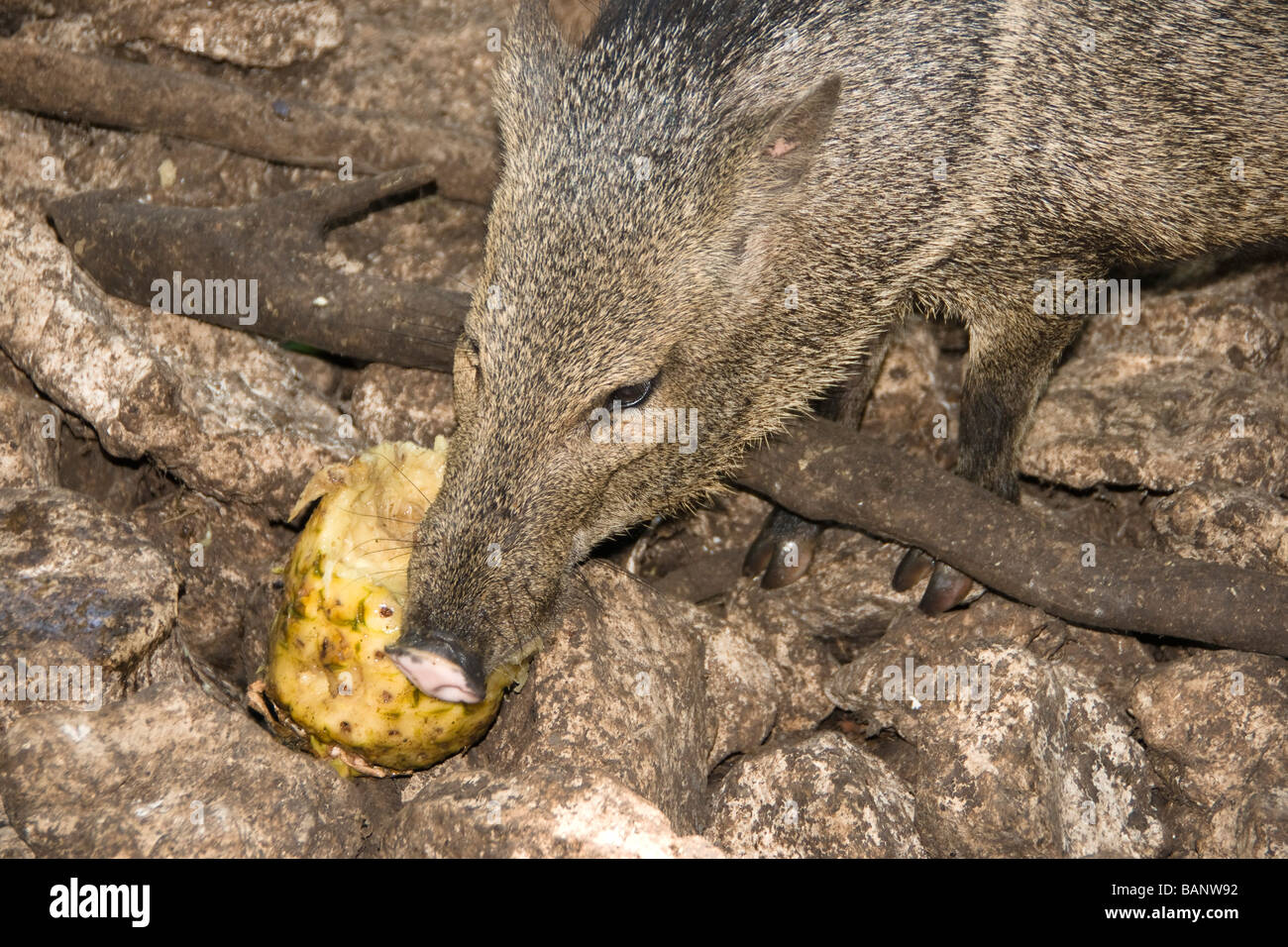 Messicano di suini selvatici o jabelina, pecari, javelina - vicino a Tulum, Cancun Riviera Maya Yucatan. Mangiare ananas. Foto Stock