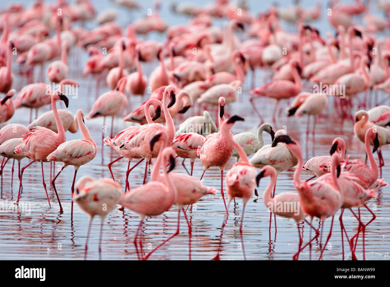 Fenicotteri minore si radunano a migliaia in poco profonde acque alcaline di Lake Nakuru in Lake Nakuru National Park in Kenya Foto Stock