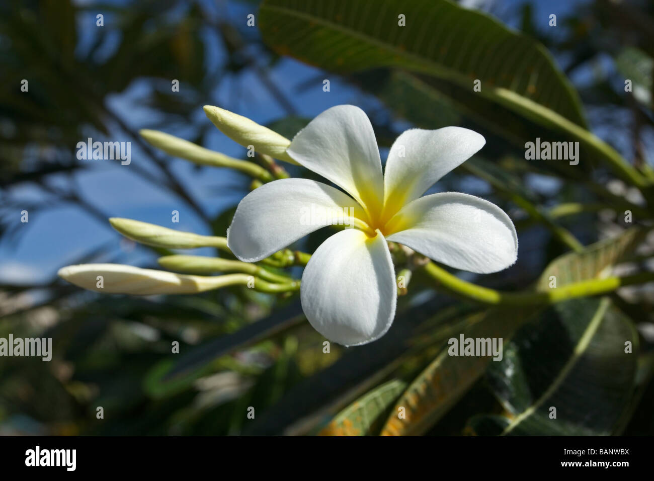 Il Frangipani o giallo e bianco fiori di Plumeria, Barbados, 'West Indies' Foto Stock