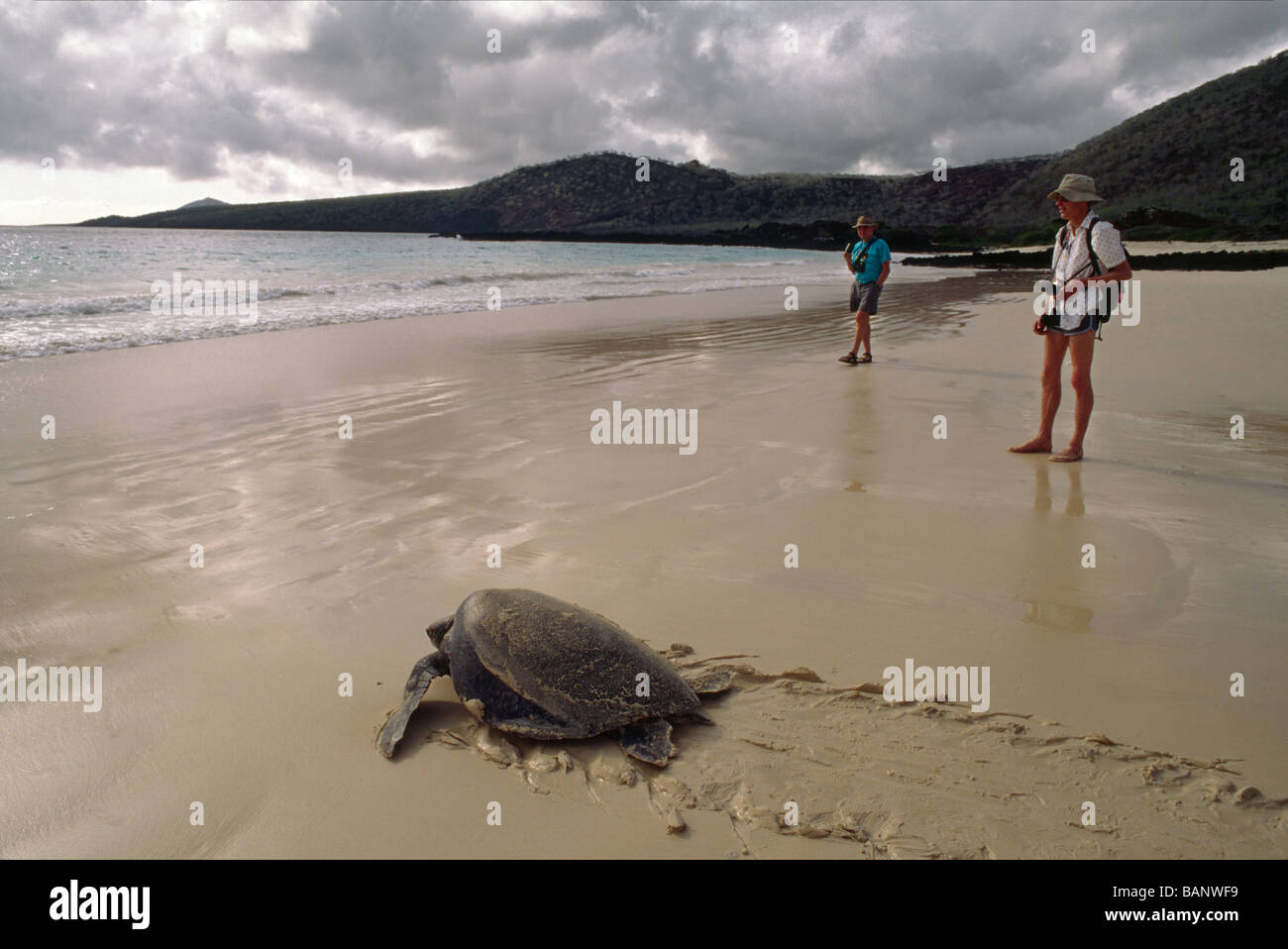 Una tartaruga marina capi in mare dopo la posa le sue uova - isola Floreana Isole GALAPAGOS Foto Stock