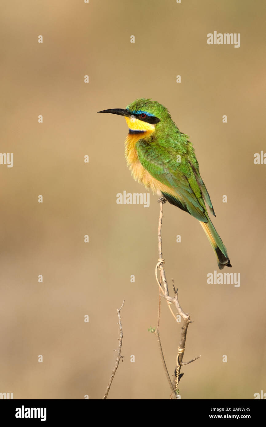 Apetta eater Merops pusillus Foto Stock