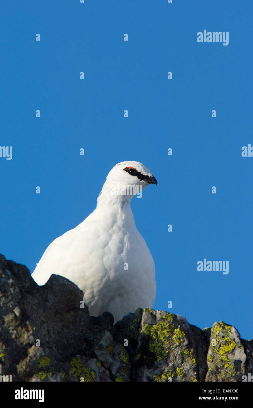 Pernice bianca, Lagopus mutus, maschio in bianco inverno piumaggio. Foto Stock