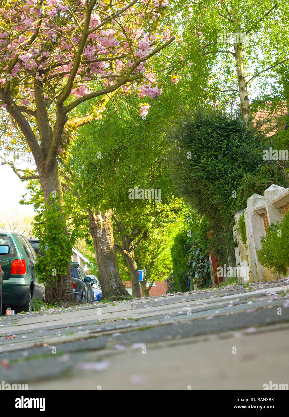 Fiore di Ciliegio e foglie giovani in una strada residenziale di Highgate a nord di Londra. Aprile 2009. Foto Stock