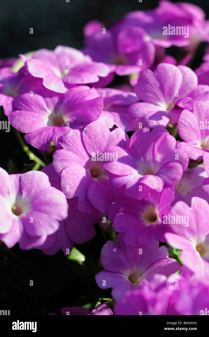 Primula padiglione auricolare primula lilla fiori viola con pale Yellow eye center Foto Stock