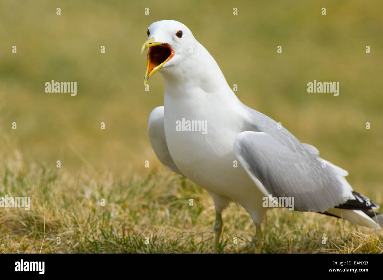 Gabbiano comune, Larus canus, display territoriale. Foto Stock