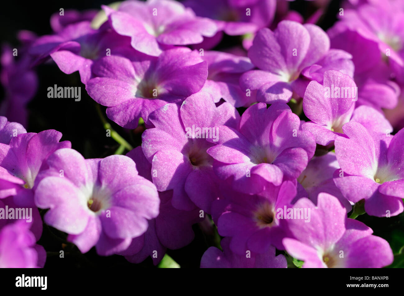 Primula padiglione auricolare primrose fiori viola con pale Yellow eye center Foto Stock