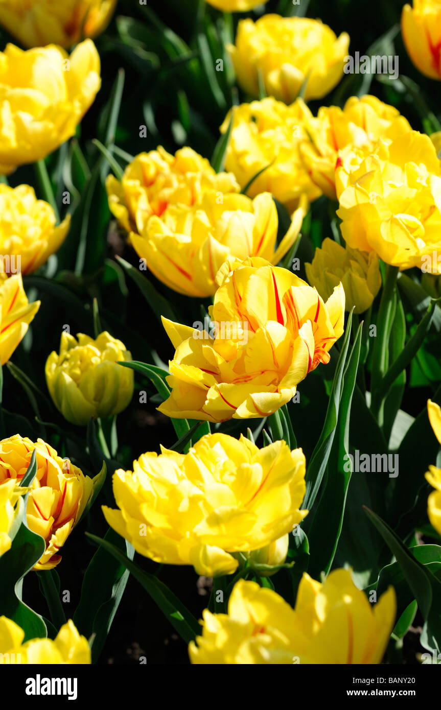 Giallo red stripe tulip tulipa monsella doppio gruppo precoce flower bloom blossom variante di specie var sp varietà colore colore Foto Stock