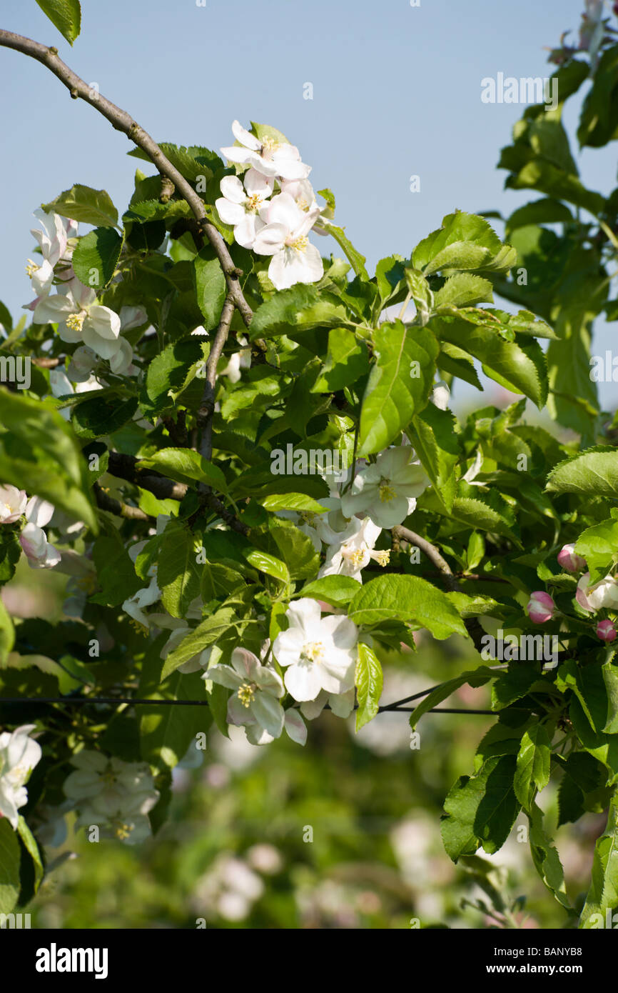 fiori di melo Foto Stock
