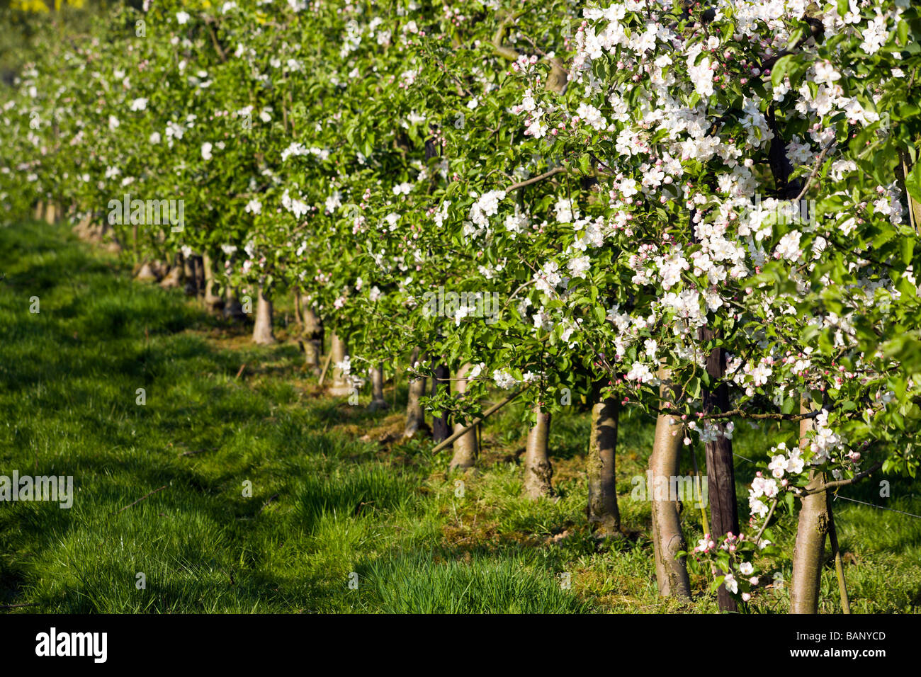 Meli su plantation in fiore Foto Stock