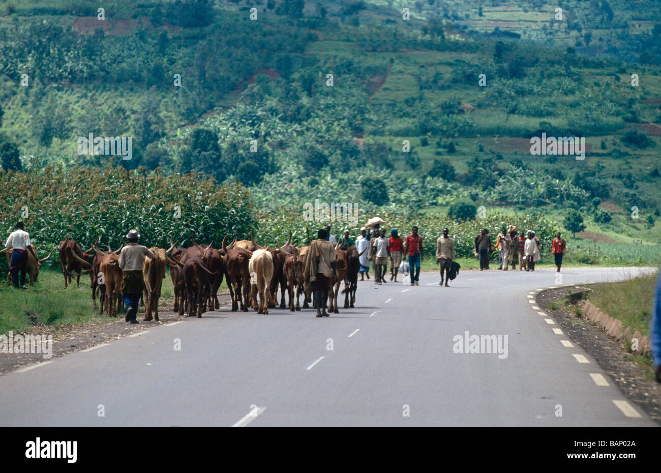 Capi di bestiame imbrancatsi lungo una strada principale in Ruanda Foto Stock