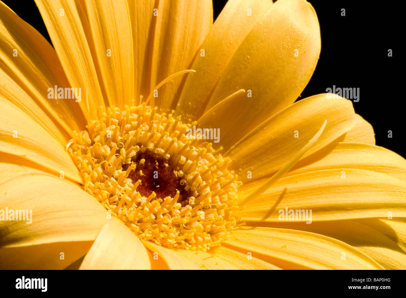 Gerbera gialla vicino con i dettagli di petali e stame Foto Stock