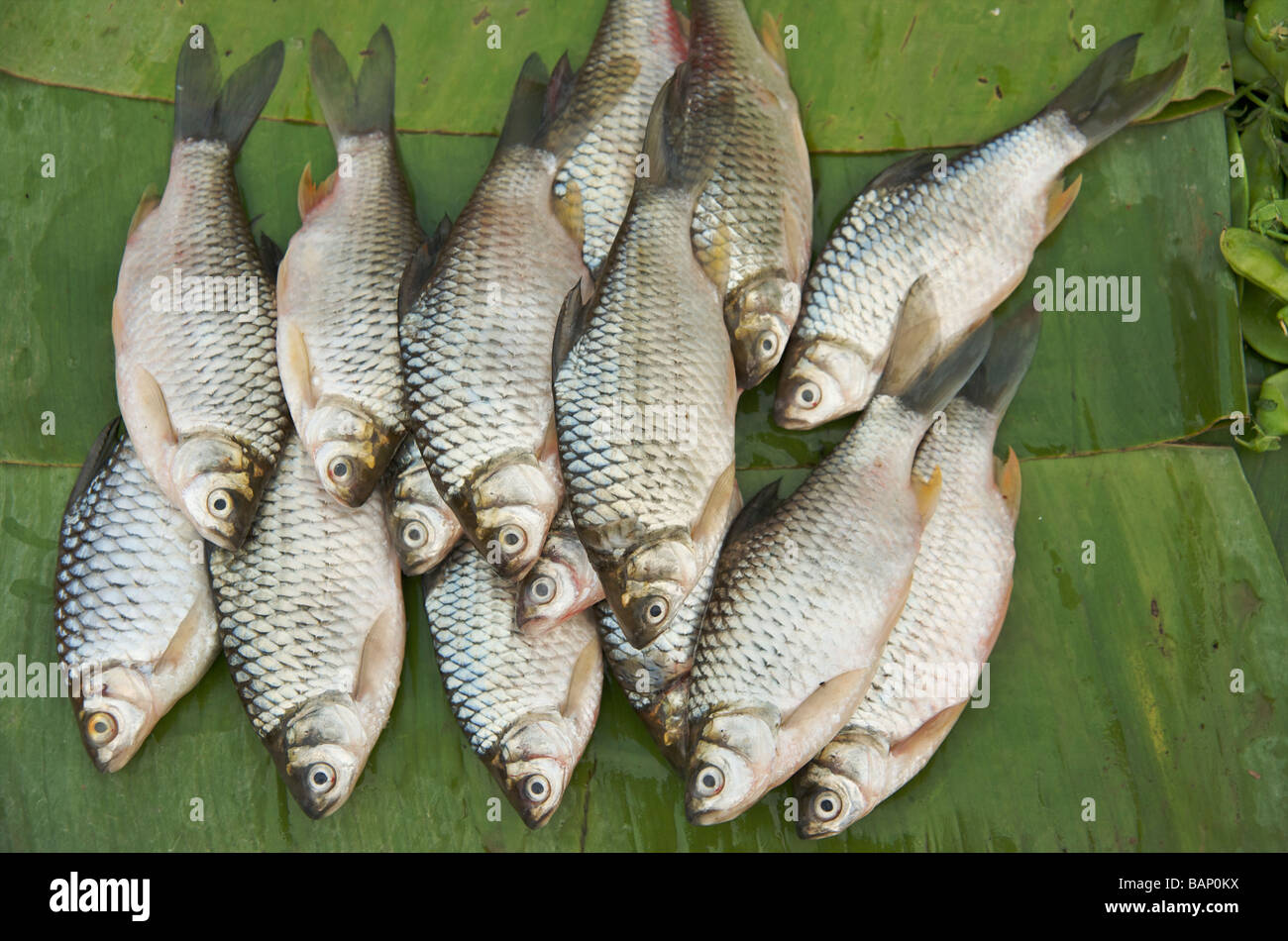 Il fiume Mekong pesce su foglie di banano nel quotidiano mercato alimentare a Luang Prabang, Laos Foto Stock