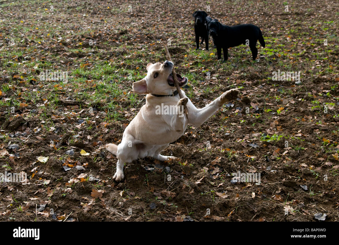 Il Labrador bianco cattura un bastone nella sua bocca, con due gatti neri guardando Foto Stock Il Labrador bianco cattura un bastone nella sua bocca, con due gatti neri guardando Foto Stock