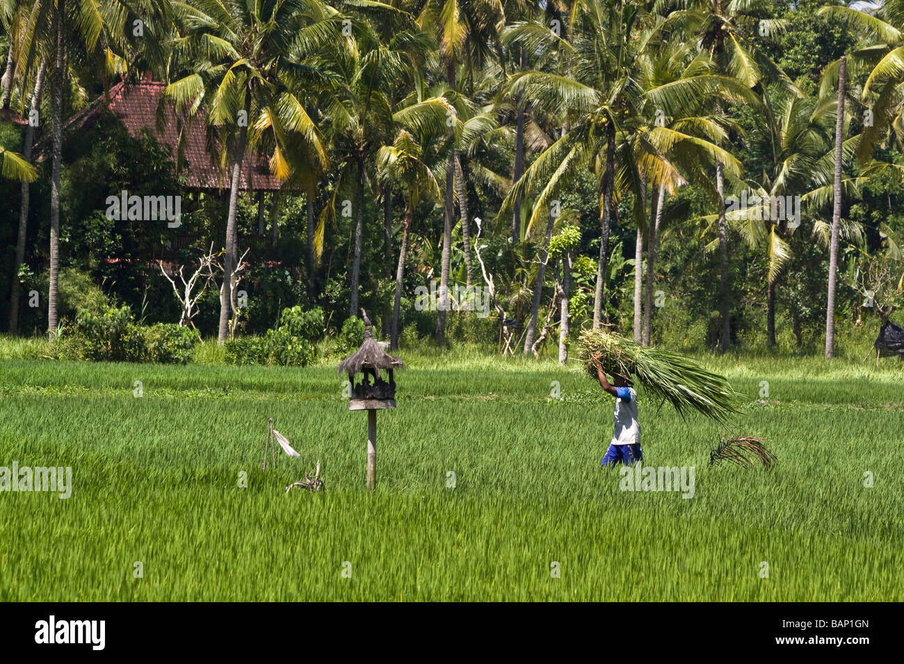 Balines uomo a pieno carico a camminare su campi di riso in Ubud Bali Indonesia Foto Stock