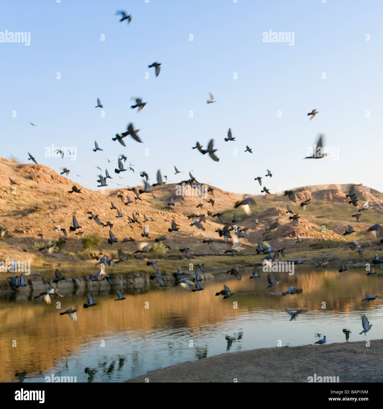 Piccioni sorvolando un lago, Jodhpur, Rajasthan, India Foto Stock