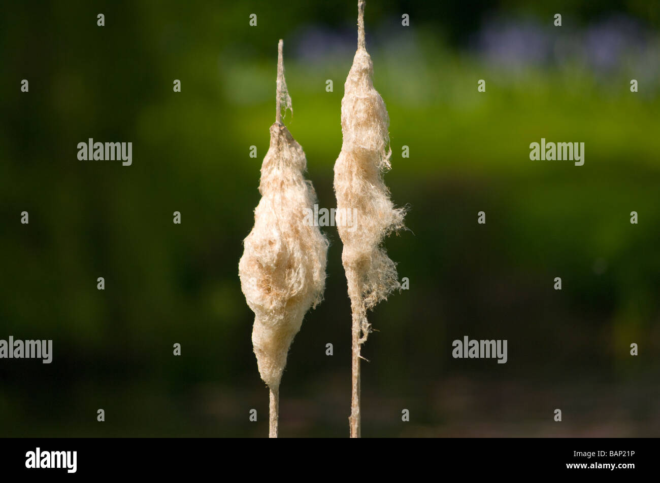 La lana di cotone effetto sulla parte superiore degli ultimi anni giunchi Giunco Rush giunchi piante di acquitrini Foto Stock