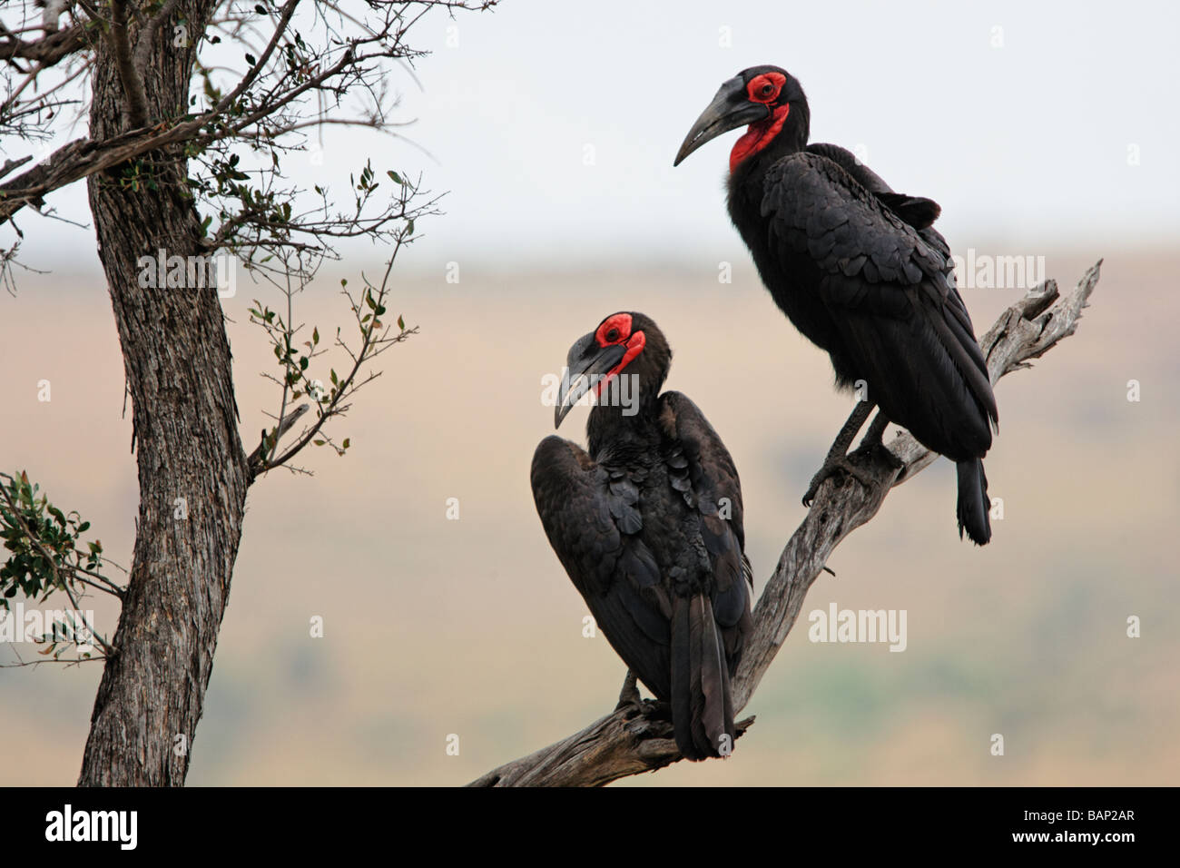 Due terra meridionale Hornbills arroccato nella struttura ad albero alto sopra le pianure del Serengeti National Park in Tanzania Foto Stock