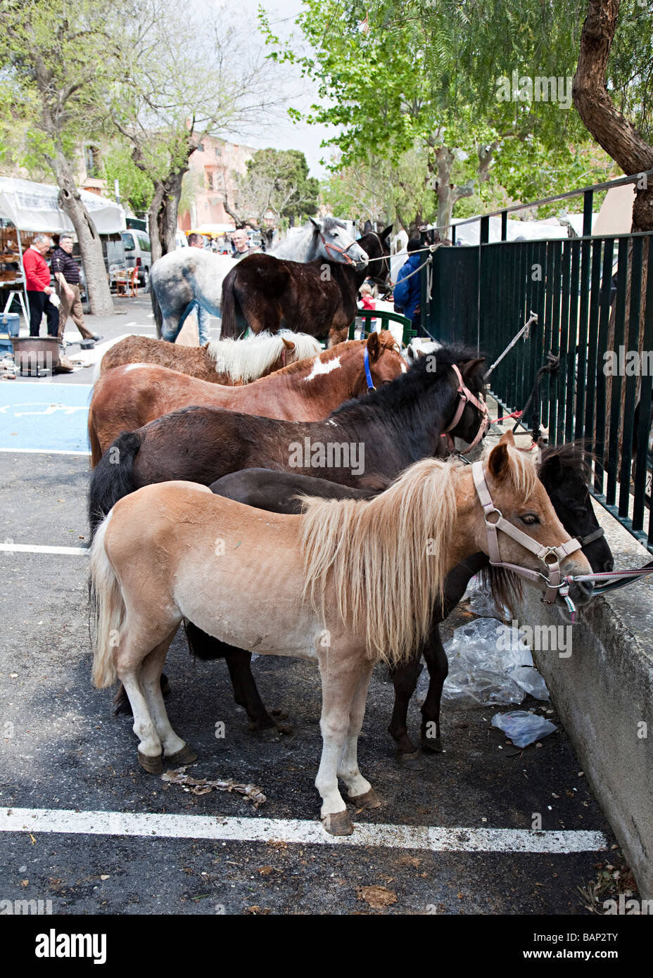 Pony e cavalli in vendita nel mercato del bestiame Sineu Mallorca Spagna Spain Foto Stock