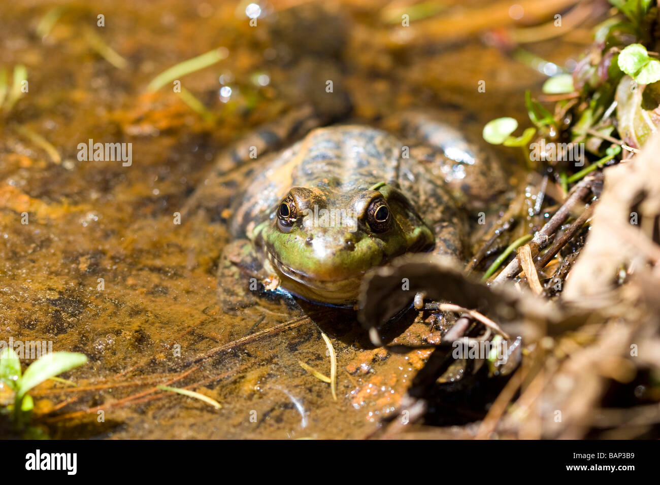 American bullfrog Foto Stock