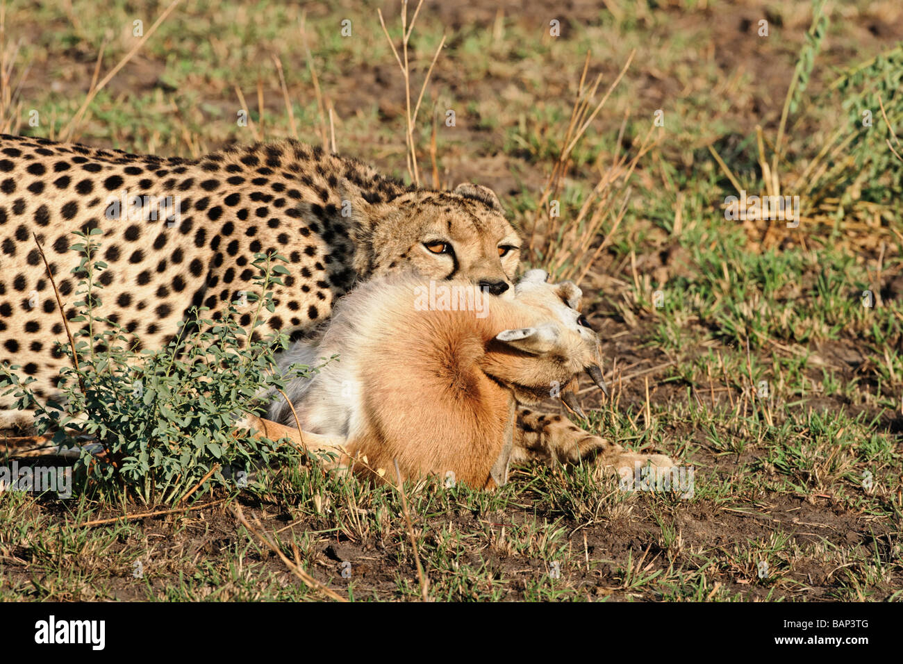 Cheetah con la sua uccisione di un Thomson s gazelle nel Parco Nazionale del Serengeti Tanzania Foto Stock