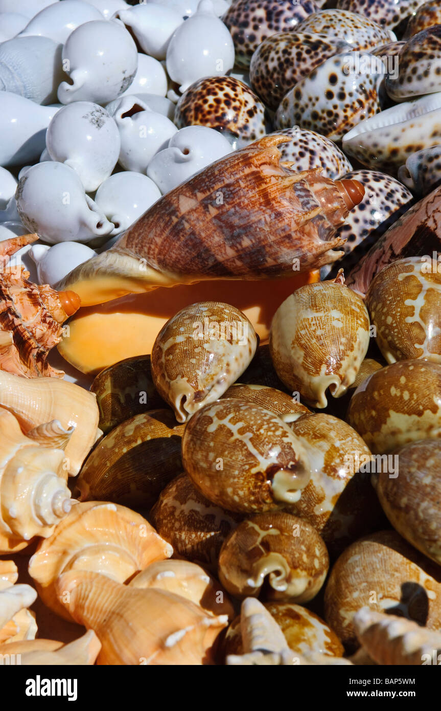 Conchiglie marine ricordo al mercato stradale di Mcleans Town, East End, Grand Bahama Bahamas mercato Foto Stock