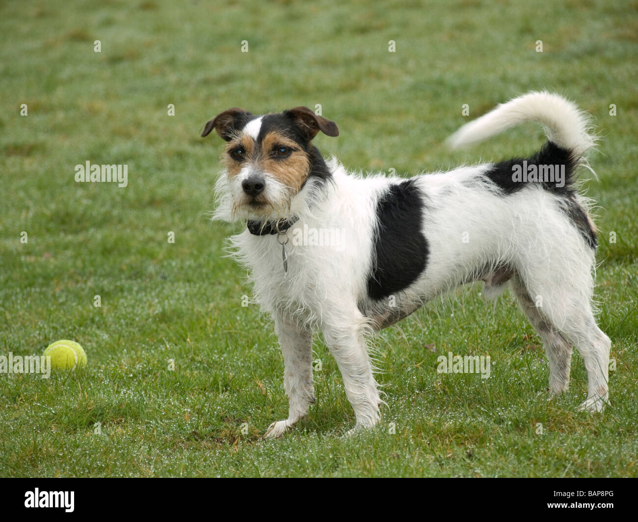 Jack Russell Terrier giocando fetch Foto Stock