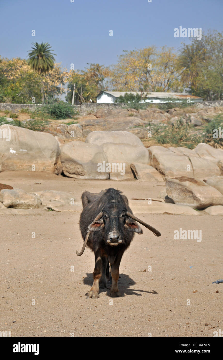 Un bufalo indiano di acqua nel Nord del Gujarat Foto Stock