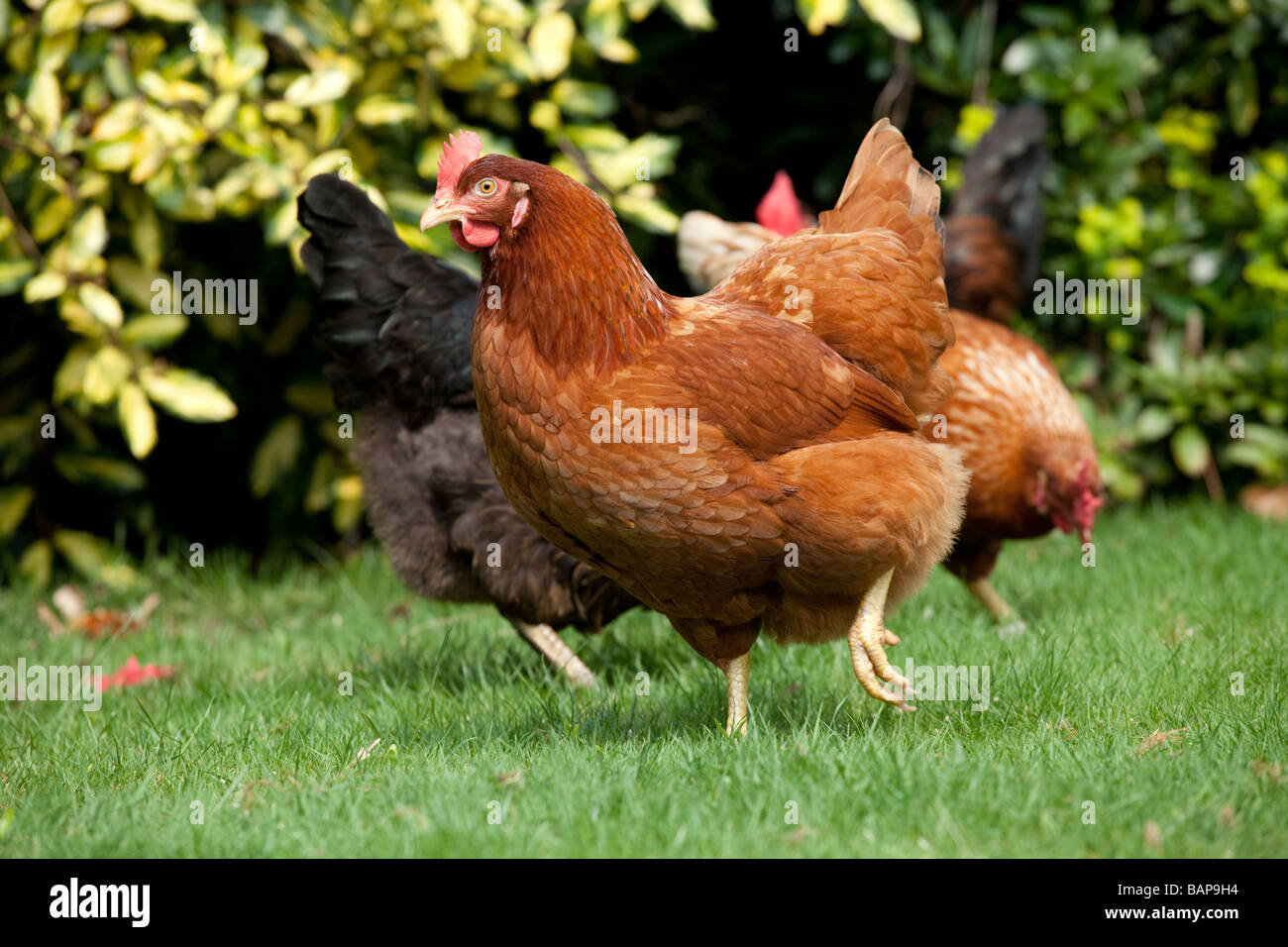 Polli in un giardino Foto Stock