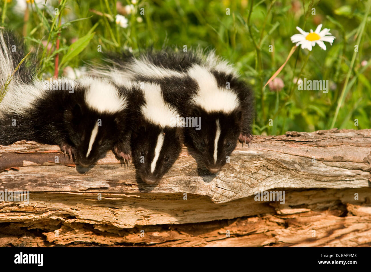 Skunk striato (Mephitis mephitis) kit, 7 settimane Foto Stock