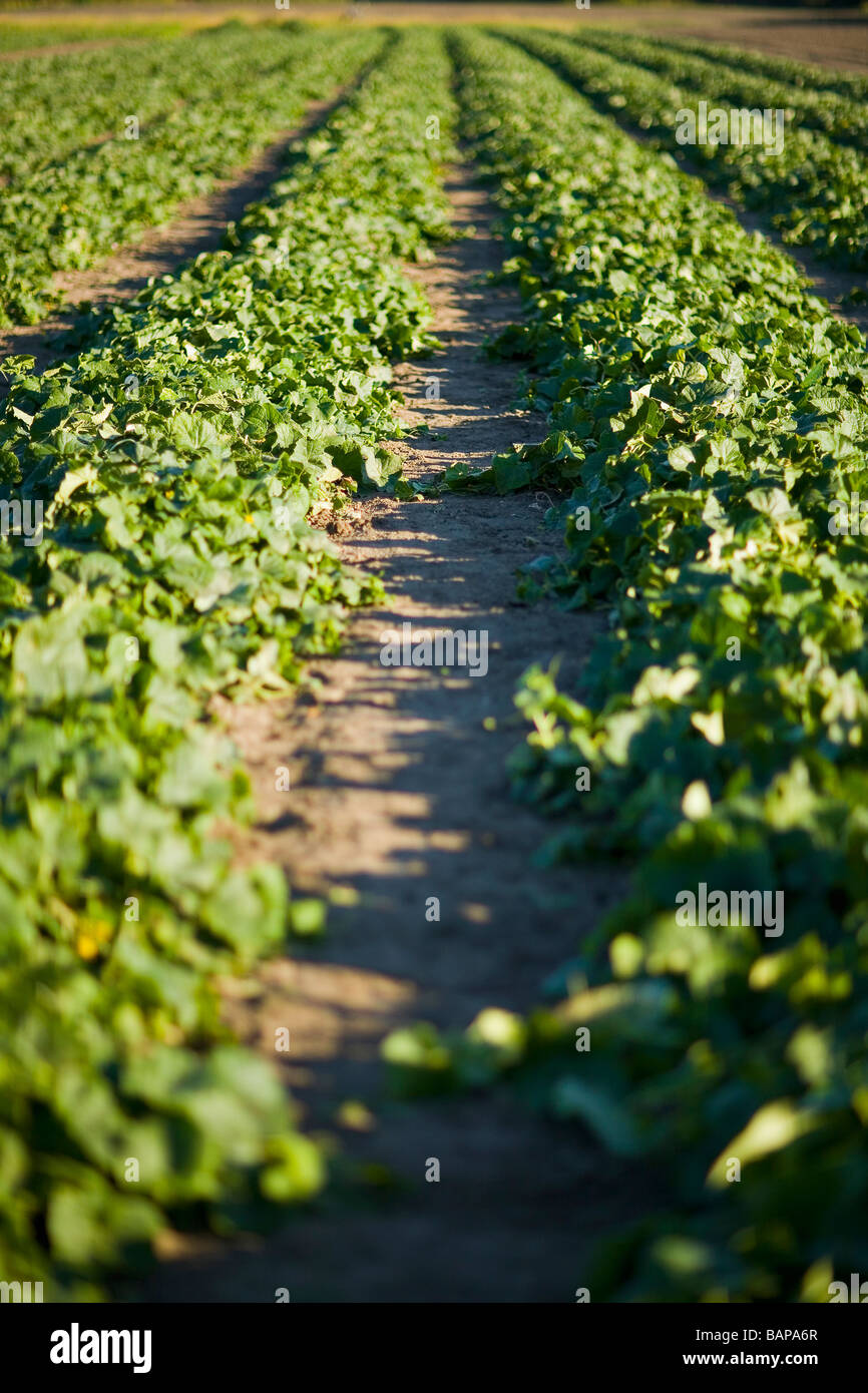 Righe di cetrioli, Lumsden, Saskatchewan, Canada Foto Stock