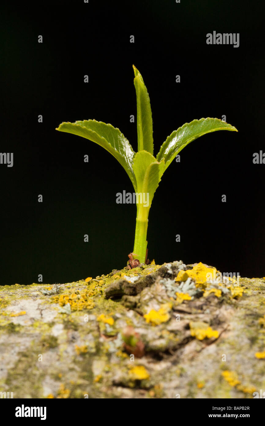 Germogli verdi crescente da un salice ramo Foto Stock