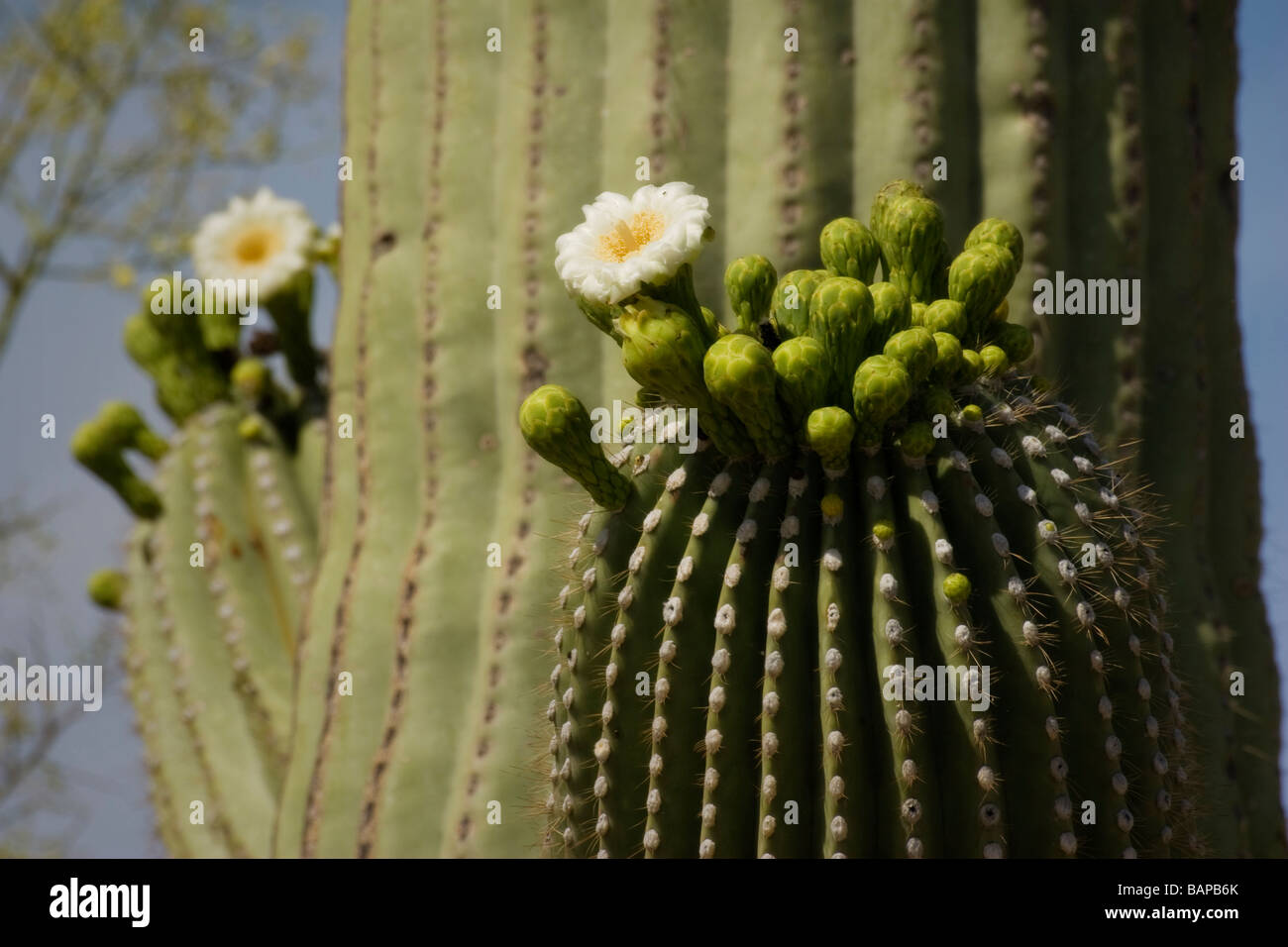 Blooming Saguaro dettaglio deserto dell Arizona Foto Stock