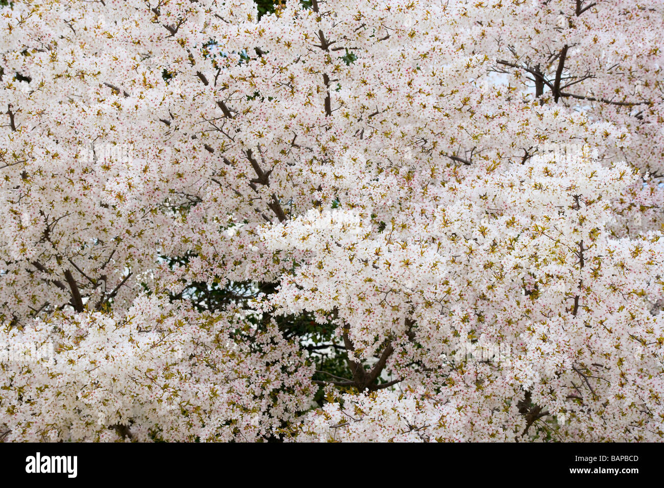 Yoshino albero ciliegio blossom, Washington DC, Stati Uniti d'America Foto Stock