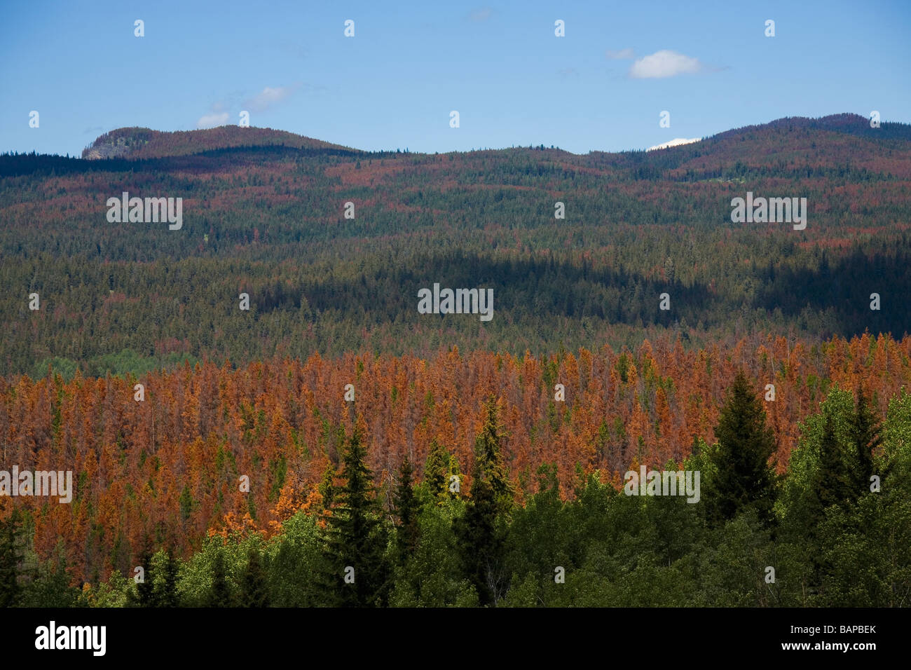 Alberi di pino attaccato dalla lodgepole pine Beetle, Alberta, Canada Foto Stock