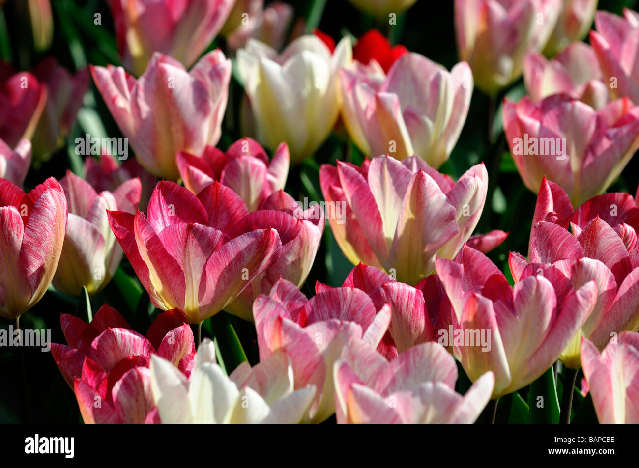 Avorio fiamma rose tulip flaming purissima fosteriana fiore gruppo bloom blossom variante di specie var sp varietà colore colore Foto Stock