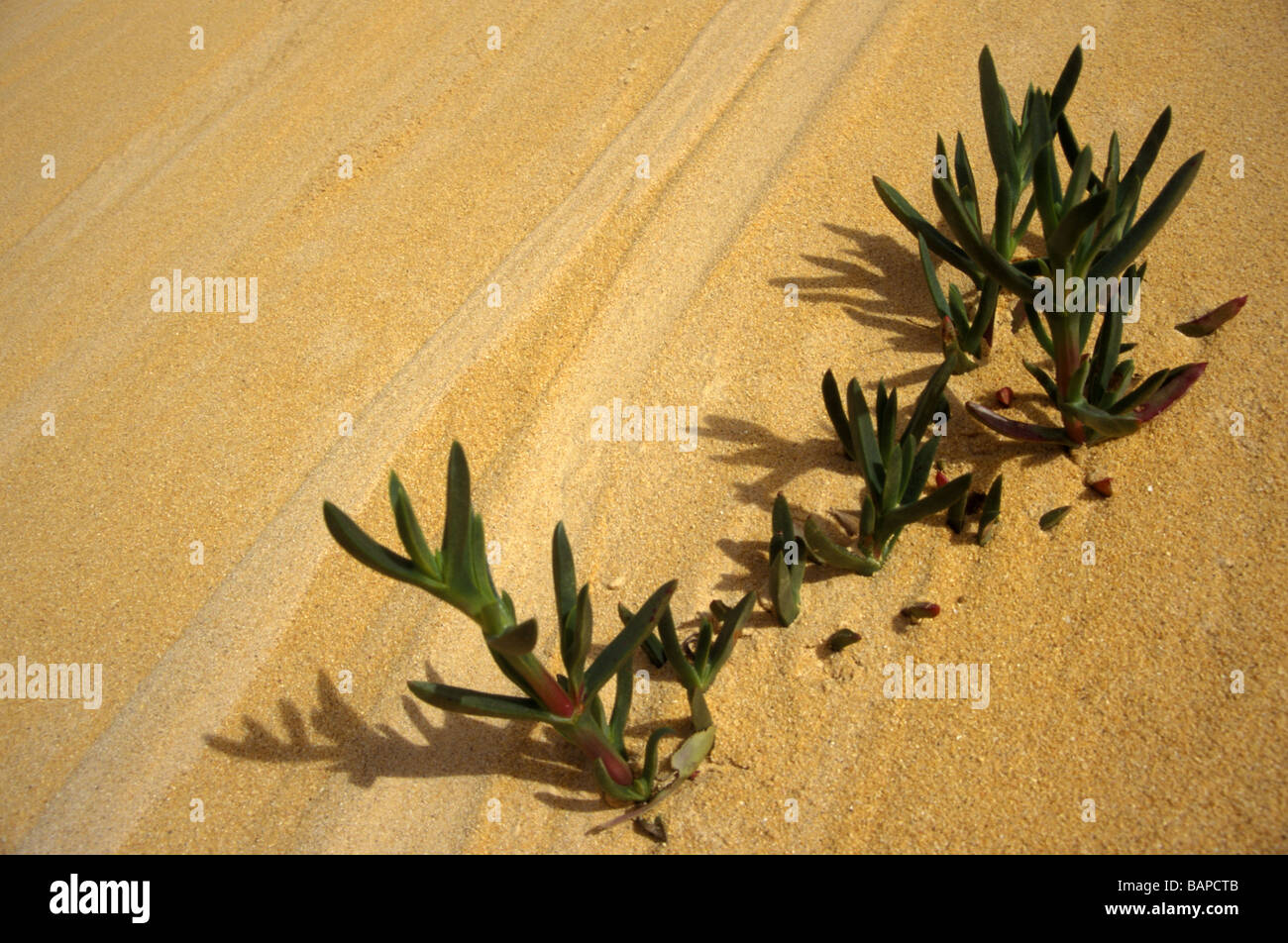 Impianto di idrofilo nel deserto australiano duna di sabbia pinnacoli Parco Nazionale Australia Occidentale Foto Stock