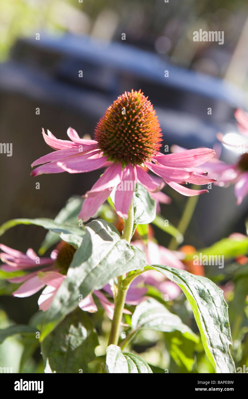 Echinacea fiore con il compost bin in background, Cypress Street comunità giardino, Vancouver, BC Foto Stock