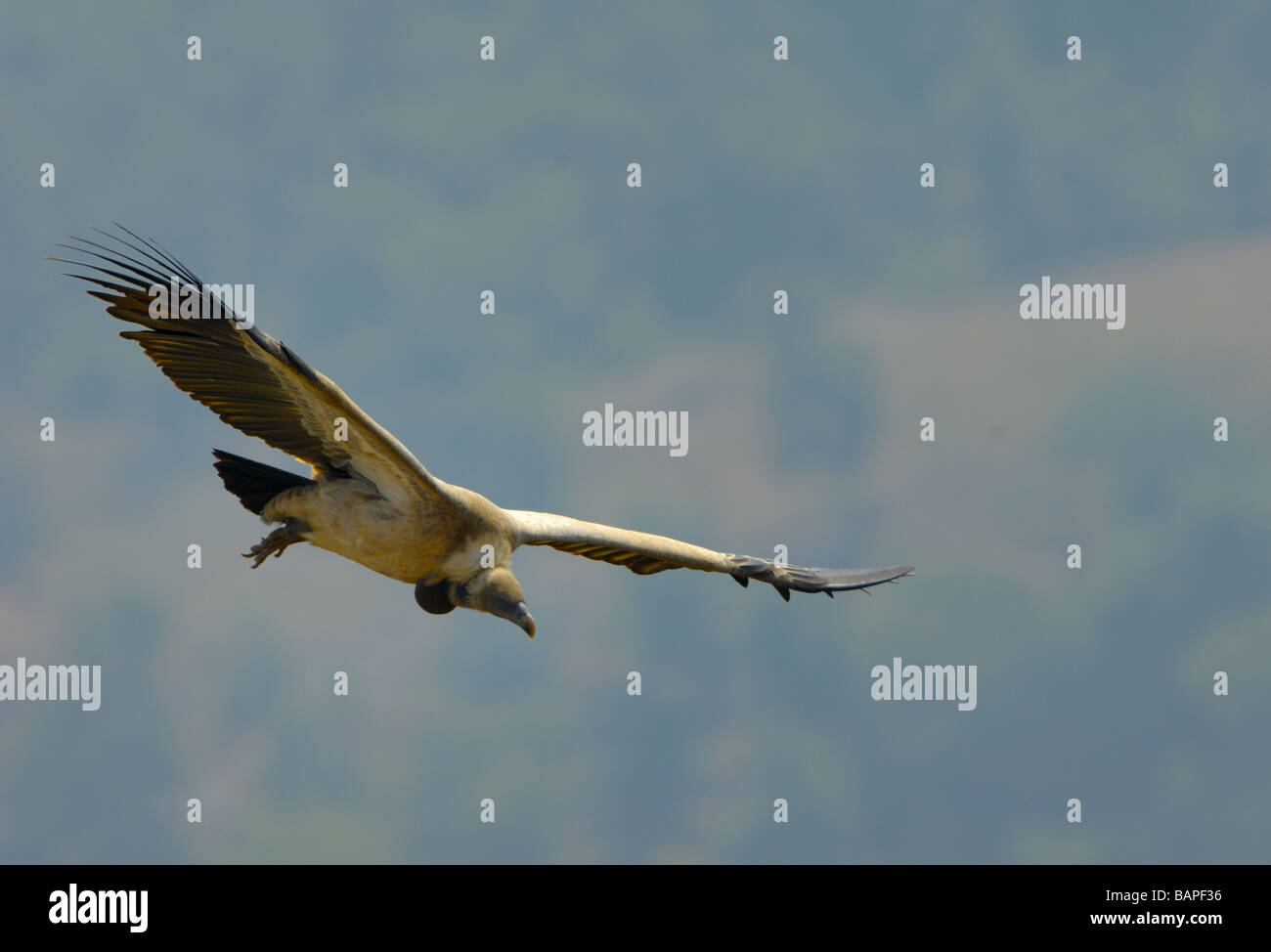 Avvoltoio in volo Foto Stock