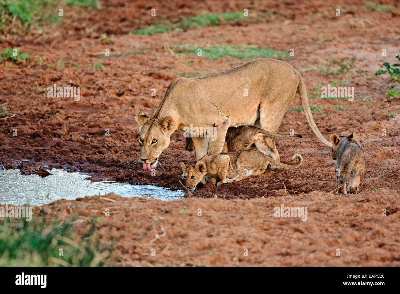 La madre ed i suoi tre cuccioli trovare un foro di acqua nel duro ambiente di Samburu riserva nazionale in Kenya Foto Stock