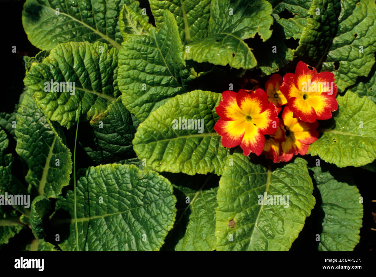 Fiori cowslip primrose Foto Stock