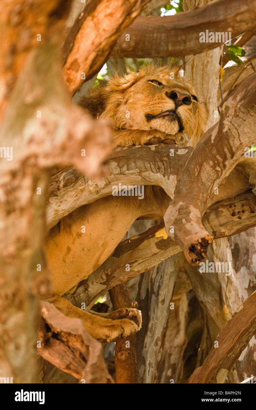 Maschio adulto lion appoggiata in rami di albero del Lago Manyara National Park in Tanzania Foto Stock