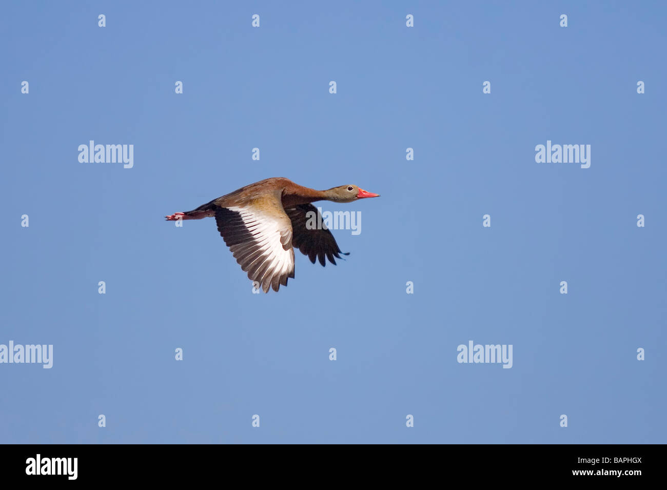 Rospo Whistling-Duck Dendrocygna autumnalis San Blas Nayarit Messico 28 Aprile gli adulti in volo anatidi Foto Stock