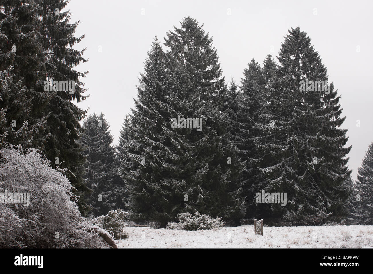 Alberi di pino in inverno Foto Stock