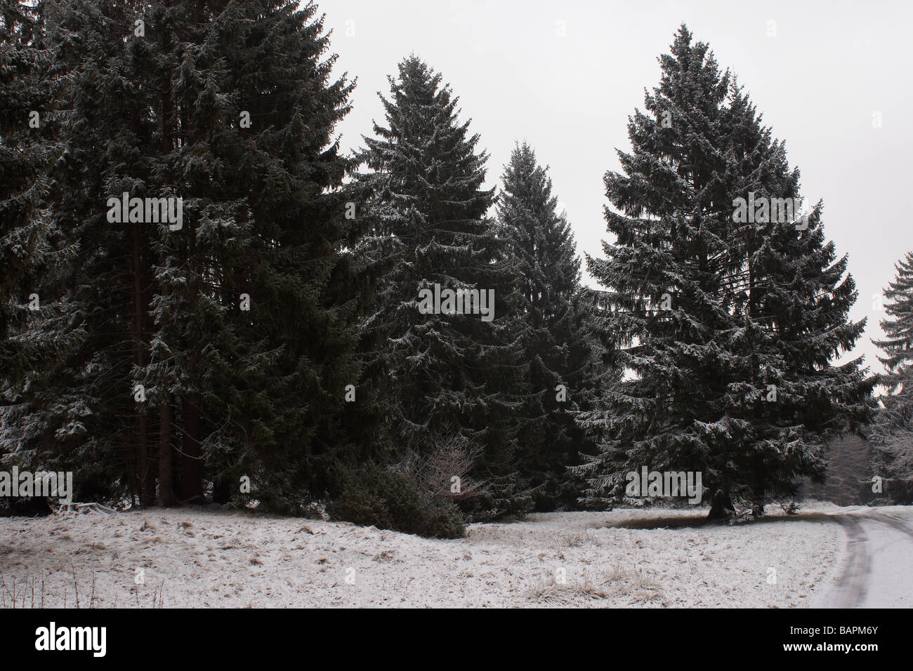 Alberi di pino in inverno Foto Stock