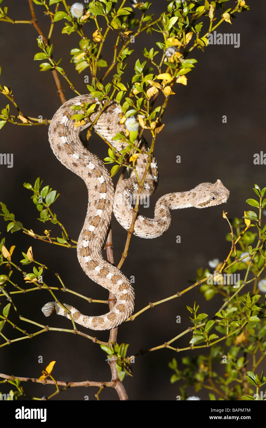 Sidewinder (rattlesnake) si arrampica nel deserto il creosoto bush per evitare i predatori. Foto Stock