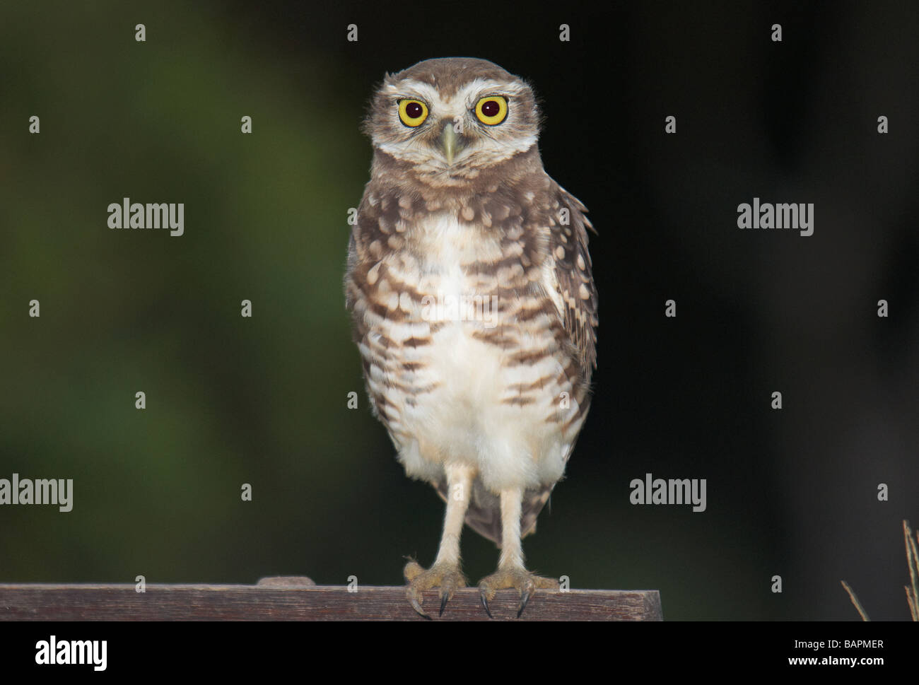 Scavando Il Gufo Foto Stock