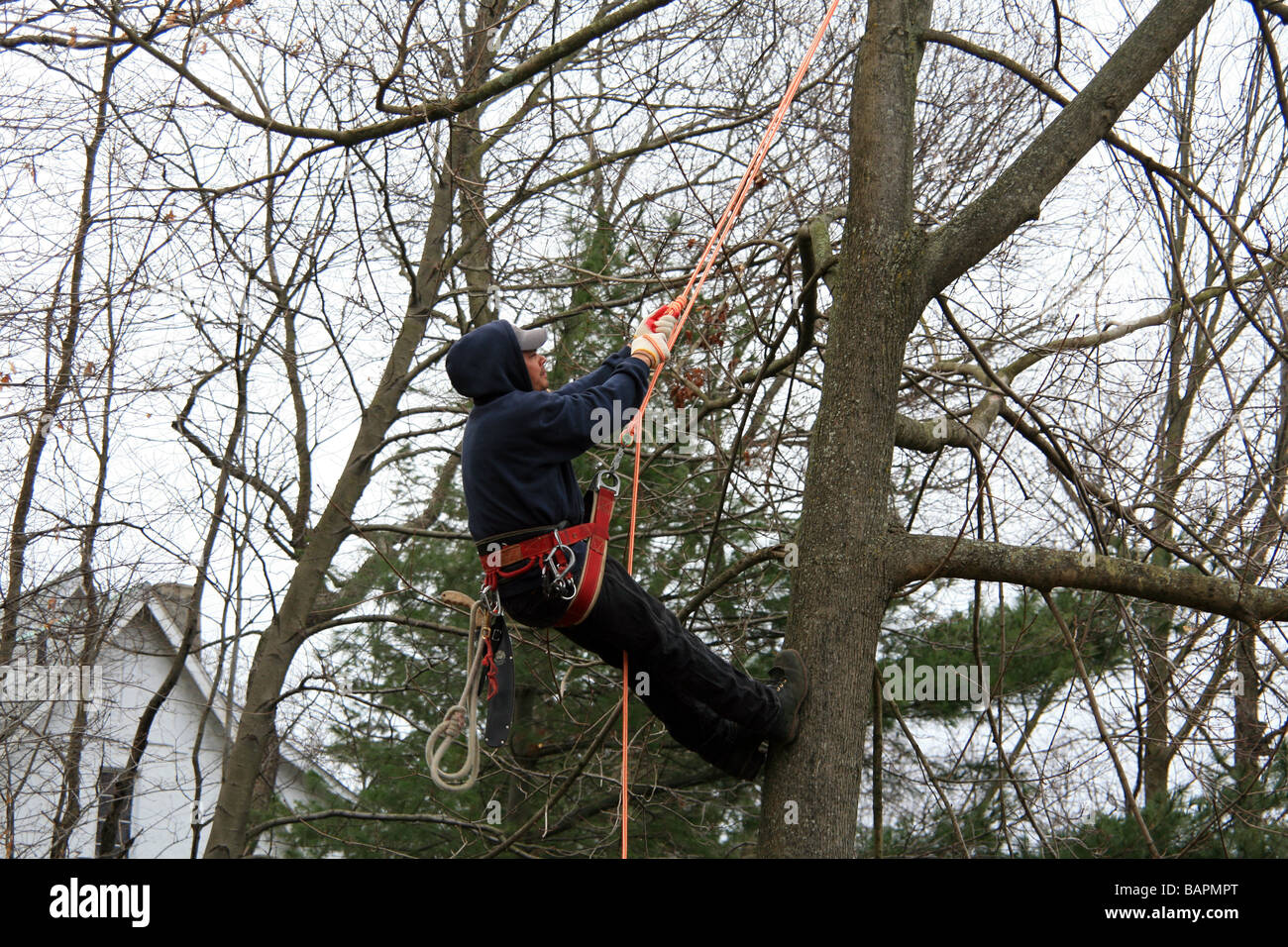 Salite Lumberman albero circa da potare. Foto Stock