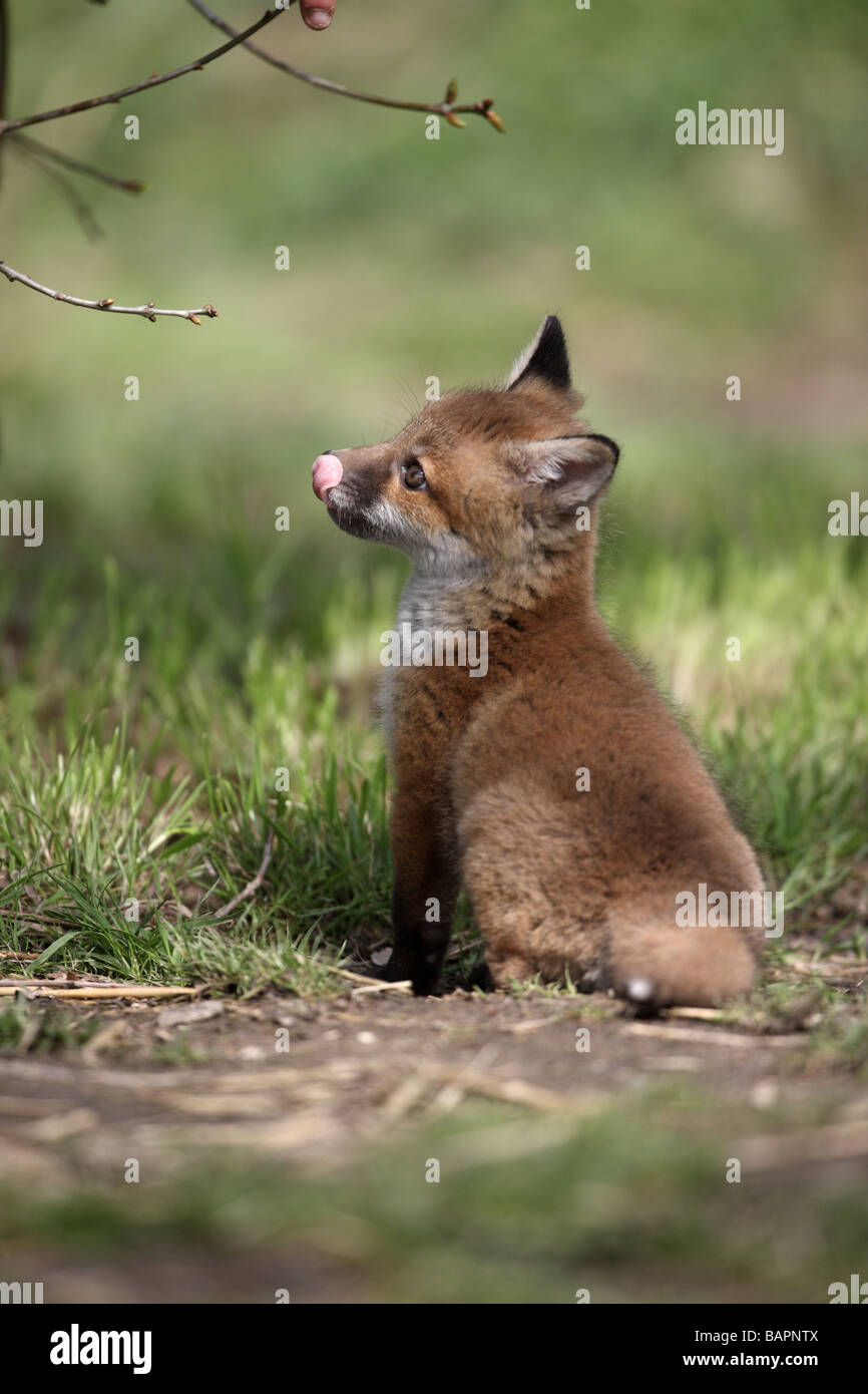 La volpe rossa Vulpes vulpes cub Sussex molla Foto Stock