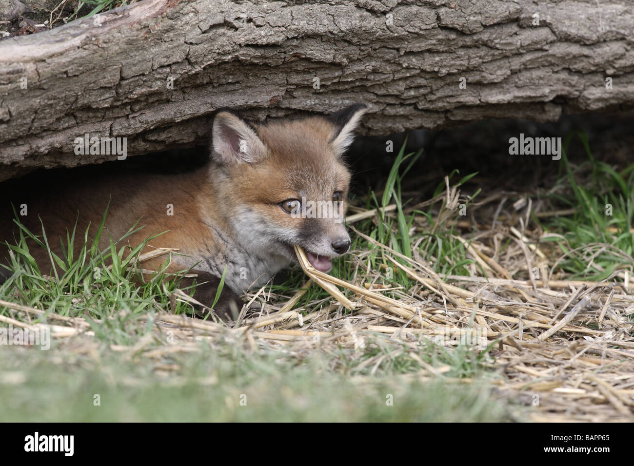 La volpe rossa Vulpes vulpes cub Sussex molla Foto Stock