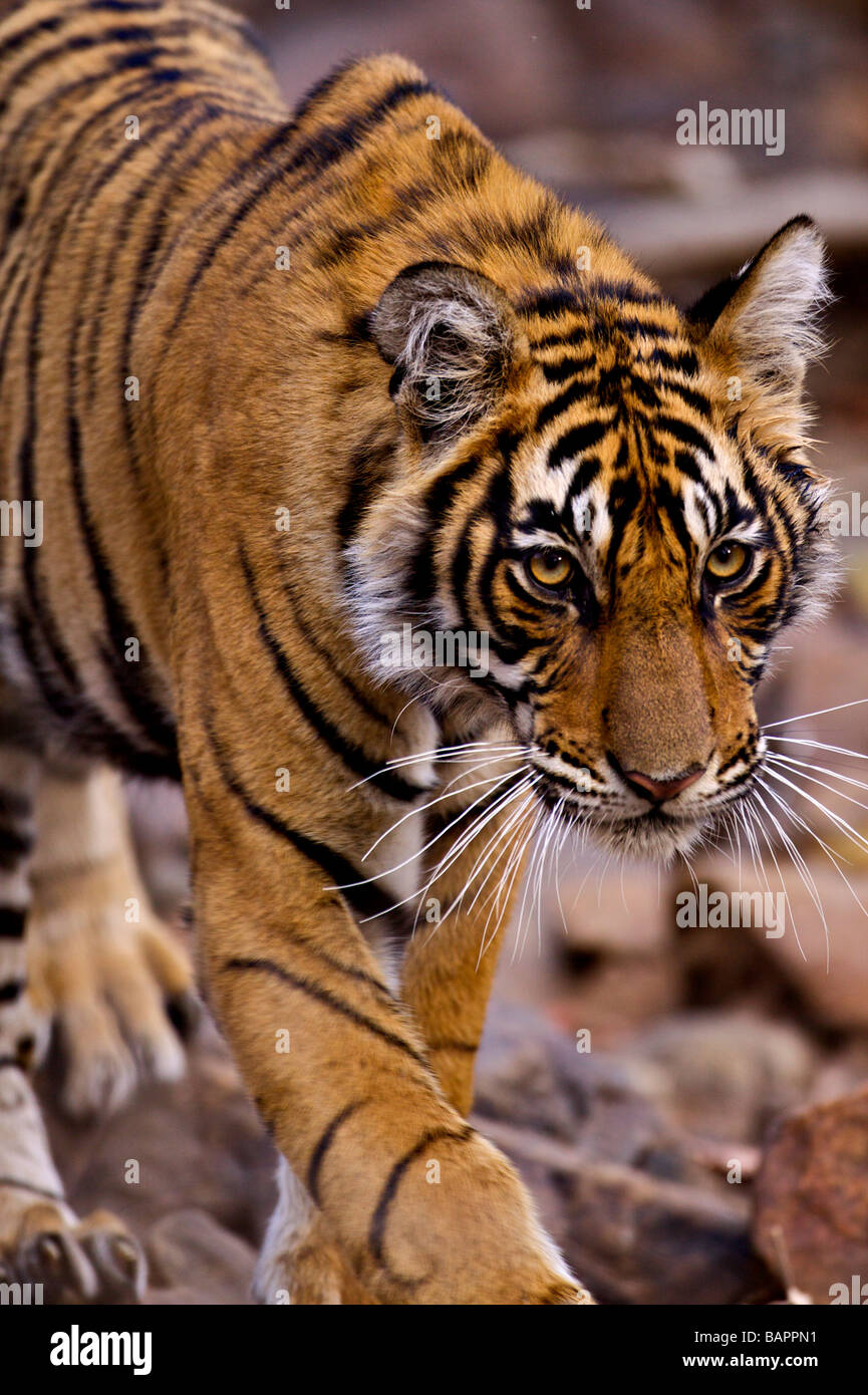 Giovane maschio tigre del Bengala in cammino verso la fotocamera nella pista forestale in Ranthambhore national park Foto Stock